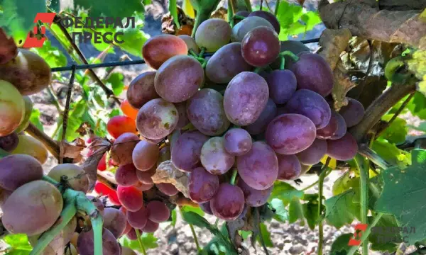 Удивительный виноградный дом в Рязани глазами Константина Камышанова-0