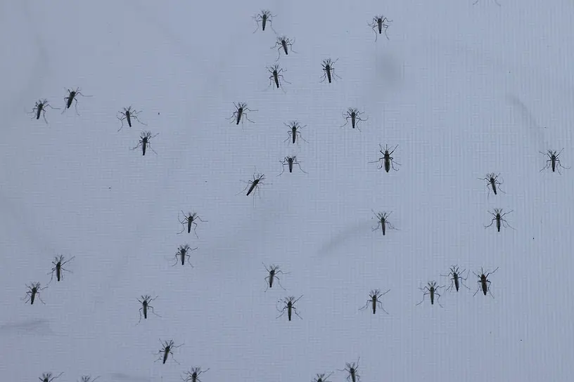 В Исландии впервые обнаружены комары Culiseta annulata возле Рейкьявика-0