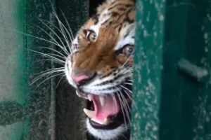 В Московском зоопарке появились амурские тигрицы из Хабаровского края v moskovskom zooparke poyavilis amurskie tigriczy iz habarovskogo kraya-lessontime-ru-0