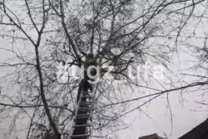 В Уфе спасатели МЧС успешно сняли с дерева кошку, просидевшую там двое суток v ufe spasateli mchs uspeshno snyali s dereva koshku prosidevshuyu tam dvoe sutok-lessontime-ru-0