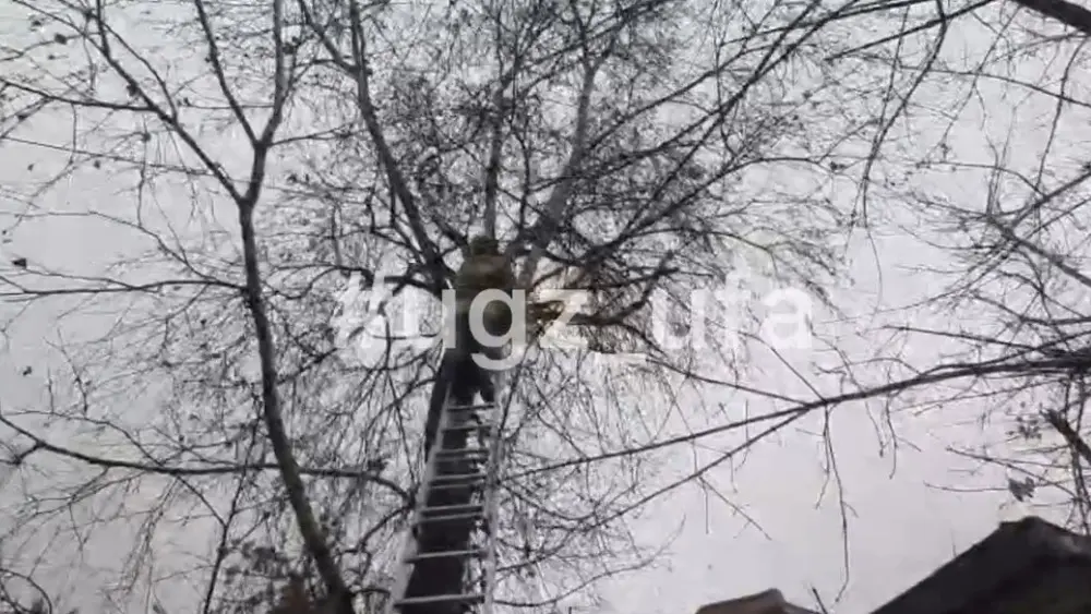 Спасатели в Уфе достали кошку, которая просидела на дереве два дня
