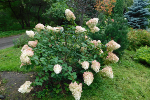 Успешный проект Алексея Вихарева по возрождению сенсорного сада в Екатеринбурге aleksei viharev sensorni sad1_lessontime