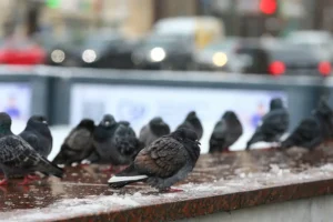 Фобос дает оптимистичный прогноз о декабрьском потеплении в Москве fobos daet optimistichnyj prognoz o dekabrskom poteplenii v moskve-lessontime-ru-0