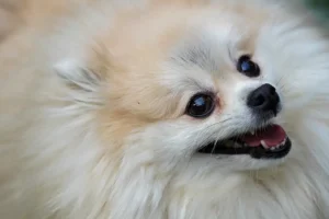 Хозяйка шпица в Москве ищет справедливость после ветеринарного случая hozyajka shpicza v moskve ishhet spravedlivost posle veterinarnogo sluchaya-lessontime-ru-0