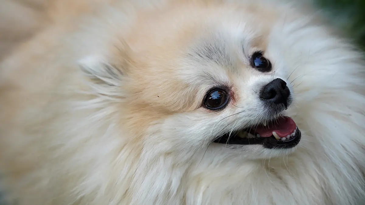 Хозяйка умершего в столичной ветклинике шпица прокомментировала трагедию