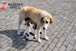 Кемеровская область и сибиряки обсуждают взаимодействие с бездомными собаками kemerovskaya oblast i sibiryaki obsuzhdayut vzaimodejstvie s bezdomnymi sobakami-lessontime-ru-0