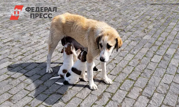 Кемеровская область и сибиряки обсуждают взаимодействие с бездомными собаками-0