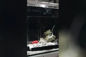 Музыкальные чудеса Маттиаса Кранца и осьминога с участием Карла III muzykalnye chudesa mattiasa krancza i osminoga s uchastiem karla -lessontime-ru-0