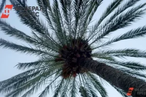 Новые горизонты для Хайнаня в яхтинге, свободной торговле и туризме novye gorizonty dlya hajnanya v yahtinge svobodnoj torgovle i turizme-lessontime-ru-0