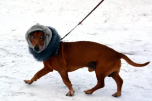 В Ревде открывается новая площадка для собак на Проспекте Чеховском v revde otkryvaetsya novaya ploshhadka dlya sobak na prospekte chehovskom-lessontime-ru-0