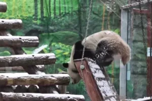 Панда Катюша из Московского зоопарка наслаждается зимой и дружбой России с Китаем panda katyusha iz moskovskogo zooparka naslazhdaetsya zimoj i druzhboj rossii s kitaem-lessontime-ru-0