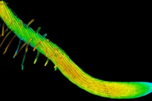 Резуховидка Таля и секреты закручивания растений как уникальные механизмы роста rezuhovidka talya i sekrety zakruchivaniya rastenij kak unikalnye mehanizmy rosta-lessontime-ru-0