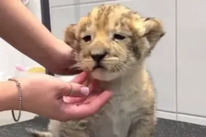 Росприроднадзор обсуждает положительные изменения в груминг-салонах Санкт-Петербурга с львенком Хасаном rosprirodnadzor obsuzhdaet polozhitelnye izmeneniya v grumingsalonah sanktpeterburga s lvenkom hasanom-lessontime-ru-0