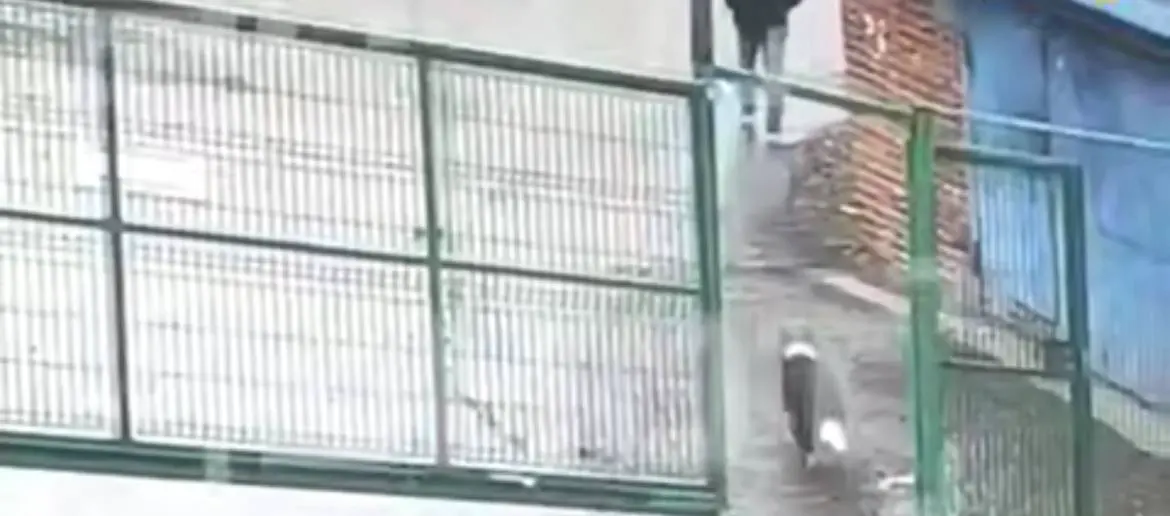 Мужчина, убивший собаку в Новой Москве, подробно объяснил мотив преступления