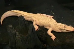 Светлая память Клоду, легендарному аллигатору-альбиносу из Сан-Франциско svetlaya pamyat klodu legendarnomu alligatorualbinosu iz sanfranczisko-lessontime-ru-0