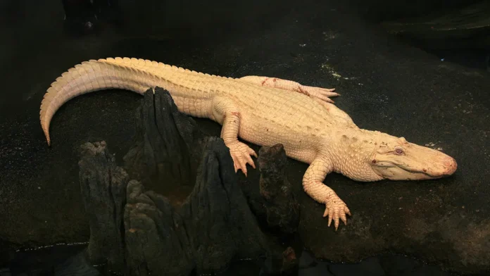 svetlaya pamyat klodu legendarnomu alligatorualbinosu iz sanfranczisko-lessontime-ru-0