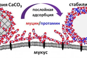 Ватерит и муцин открывают новые перспективы адресной доставки лекарств в МГУ и Университете Ноттингем Трент vaterit i muczin otkryvayut novye perspektivy adresnoj dostavki lekarstv v mgu i universitete nottingem trent-lessontime-ru-0