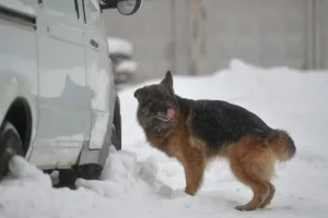 Владимир Голубев и Марианна Онуфриенко делятся советами по уходу за пожилыми собаками vladimir golubev i marianna onufrienko delyatsya sovetami po uhodu za pozhilymi sobakami-lessontime-ru-0
