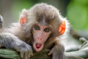 Яркий мир обезьян ждет гостей Биокластера ВДНХ на выставке в биомузее yarkij mir obezyan zhdet gostej bioklastera vdnh na vystavke v biomuzee-lessontime-ru-0