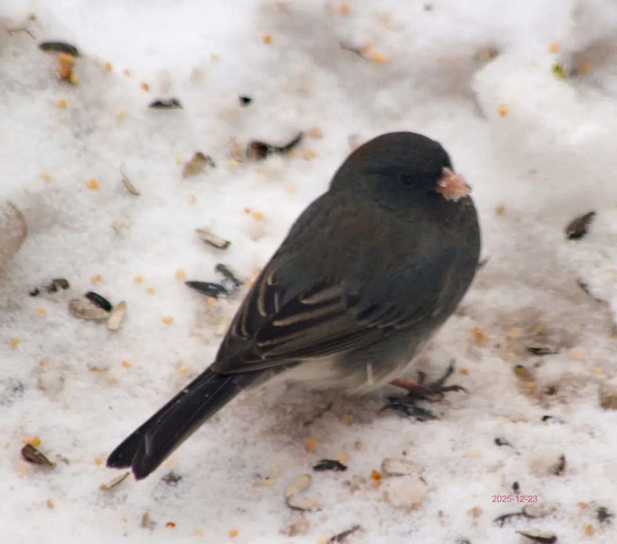 Юнко UCLA вернули дикий клюв благодаря локдауну Covid-19 и антропаузе-0