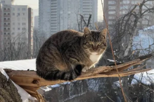 Примгидромет прогнозирует комфортную погоду 17 января и спокойную зиму primgidromet prognoziruet komfortnuyu pogodu 17 yanvarya i spokojnuyu zimu-lessontime-ru-0