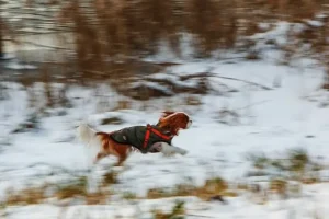 Одесса: собака отбила мужчину у сотрудников ТЦК odessa sobaka otbila muzhchinu u sotrudnikov tczk-lessontime-ru-0