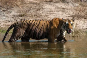 В Уттар-Прадеш Тигр и школьница продемонстрировали урок Сунила Рао v uttarpradesh tigr i shkolnicza prodemonstrirovali urok sunila rao-lessontime-ru-0