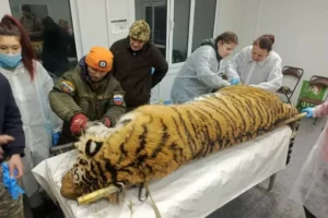 Центр «Тигр» вернет в дикую природу тигра после реабилитации и осмотра czentr tigr vernet v dikuyu prirodu tigra posle reabilitaczii i osmotra-lessontime-ru-0