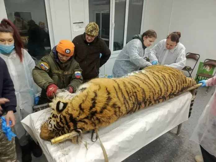 czentr tigr vernet v dikuyu prirodu tigra posle reabilitaczii i osmotra-lessontime-ru-0