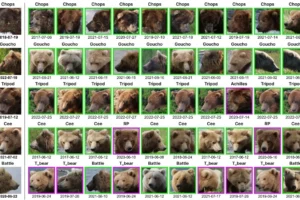 ИИ идентифицирует бурых медведей в Макнил-Ривер и на Катмай ii identificziruet buryh medvedej v maknilriver i na katmaj-lessontime-ru-0