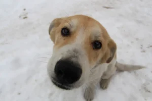 В Приморье чипируют собак ради безопасности во время фейерверков v primore chipiruyut sobak radi bezopasnosti vo vremya fejerverkov-lessontime-ru-0