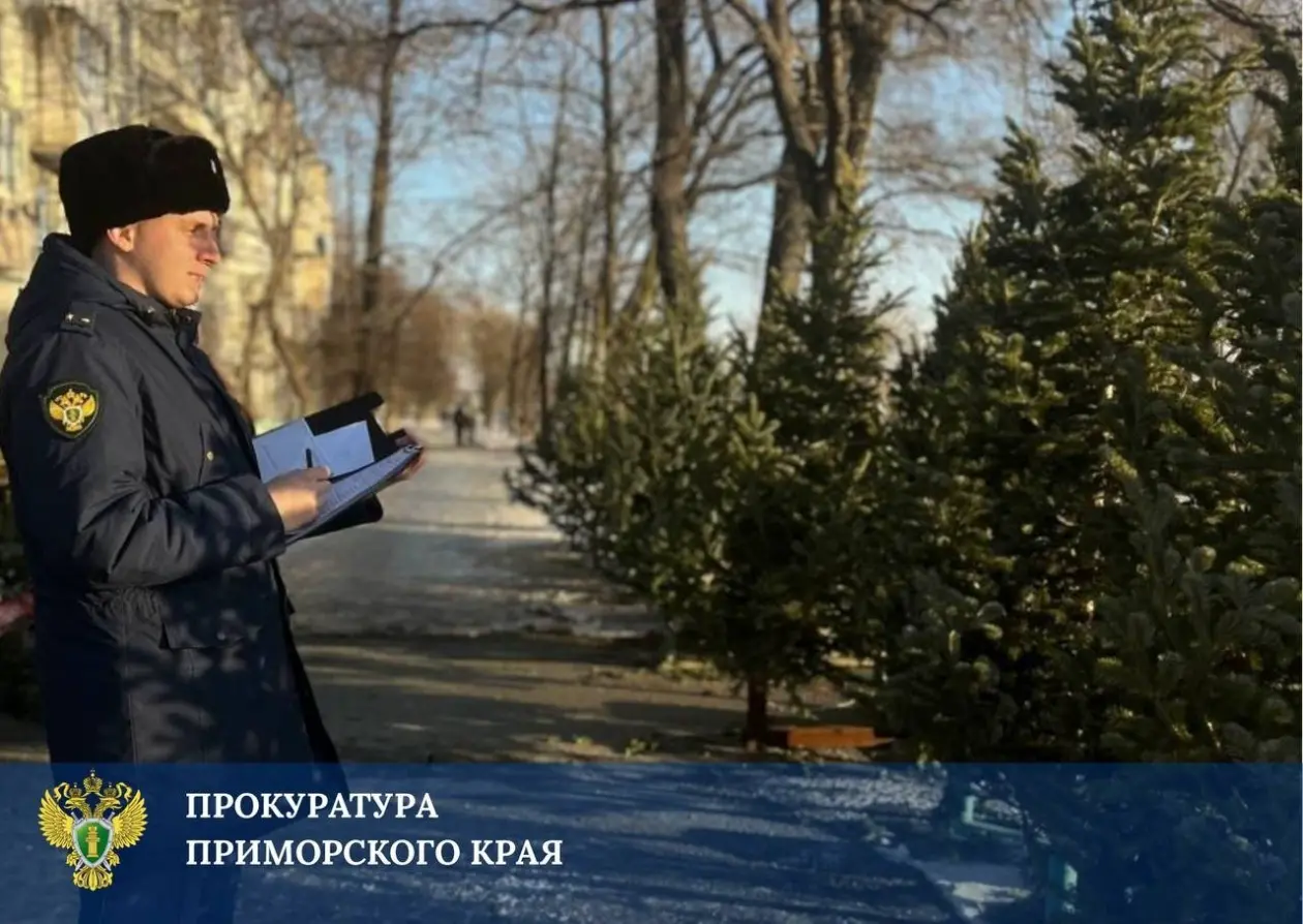 Прокуратура продолжает борьбу с незаконной продажей елок во Владивостоке и Находке Прокуратура Приморского края