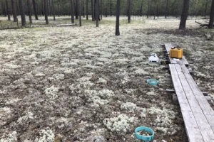 СО РАН и СФУ открыли механизм управления углеродом лесов Сибири so ran i sfu otkryli mehanizm upravleniya uglerodom lesov sibiri-lessontime-ru-0