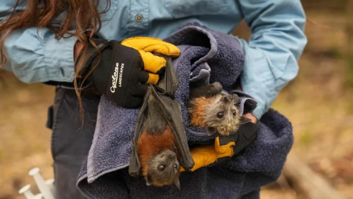 spasenie letuchih lisicz v yuzhnoj avstralii posle rekordnoj zhary-lessontime-ru-0