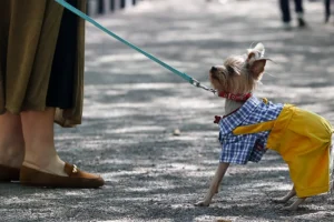 Старый Новый год 14 января – традиции, питомцы и птицы staryj novyj god 14 yanvarya tradiczii pitomczy i pticzy-lessontime-ru-0