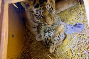 Тигрята-сироты из Приморья получают заботу в Центре "Амурский тигр" tigryatasiroty iz primorya poluchayut zabotu v czentre amurskij tigr-lessontime-ru-0