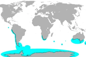 Удивительные факты о местах жизни пингвинов Антарктиды и других регионов udivitelnye fakty o mestah zhizni pingvinov antarktidy i drugih regionov-lessontime-ru-0