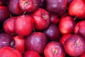 Яблочное настроение и тайные сюрпризы на праздниках 11 января в Германии и мире yablochnoe nastroenie i tajnye syurprizy na prazdnikah 11 yanvarya v germanii i mire-lessontime-ru-0