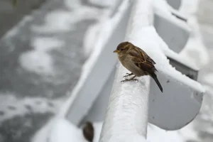 Союз охраны птиц России запустит акцию Всероссийская перепись воробьев soyuz ohrany pticz rossii zapustit akcziyu vserossijskaya perepis vorobev-lessontime-ru-0