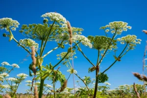 Никита Кифель: опасность борщевика и клена nikita kifel opasnost borshhevika i klena-lessontime-ru-0