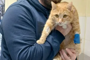 Ветеринары спасли кота Лисенка после отравления антифризом в Москве veterinary spasli kota lisenka posle otravleniya antifrizom v moskve-lessontime-ru-0