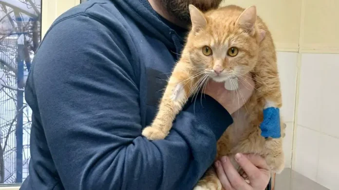 veterinary spasli kota lisenka posle otravleniya antifrizom v moskve-lessontime-ru-0