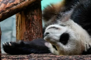 Зимние трансляции из Московского зоопарка с Катюшей, Диндин и Жуи zimnie translyaczii iz moskovskogo zooparka s katyushej dindin i zhui-lessontime-ru-0