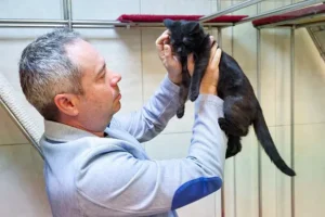 Театр Куклачева показал премьеру пушистых героинь, спасённых из СВО teatr kuklacheva pokazal premeru pushistyh geroin spasyonnyh iz svo-lessontime-ru-0