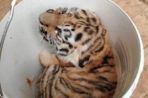 Амурские тигрята Уссури и Таежка из Московского зоопарка обрели имена amurskie tigryata ussuri i taezhka iz moskovskogo zooparka obreli imena-lessontime-ru-0