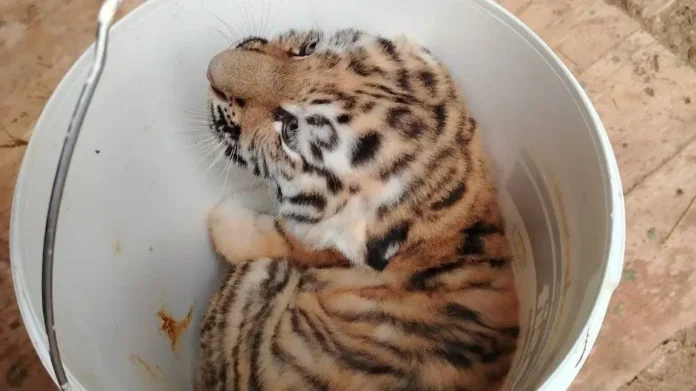 amurskie tigryata ussuri i taezhka iz moskovskogo zooparka obreli imena-lessontime-ru-0