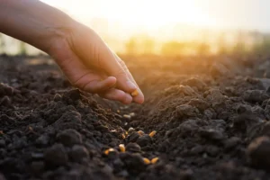 Дачники: как без ошибок и рисков посадить весеннюю рассаду dachniki kak bez oshibok i riskov posadit vesennyuyu rassadu-lessontime-ru-0