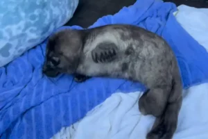 Истории спасения нерпы из Ладоги и гималайских медвежат istorii spaseniya nerpy iz ladogi i gimalajskih medvezhat-lessontime-ru-0