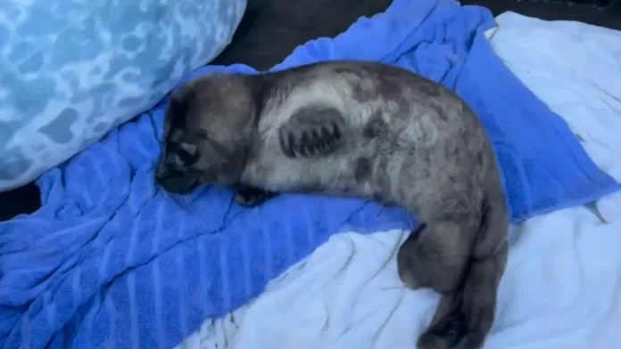 istorii spaseniya nerpy iz ladogi i gimalajskih medvezhat-lessontime-ru-0