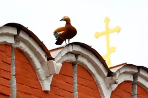 Москва: центр Метео прогнозирует похолодание в выходные moskva czentr meteo prognoziruet poholodanie v vyhodnye-lessontime-ru-0